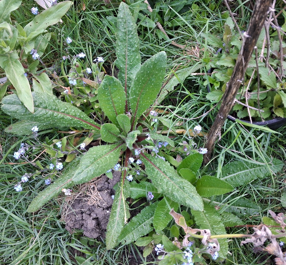 bristly oxtongue rosette (Helminthotheca echioides)