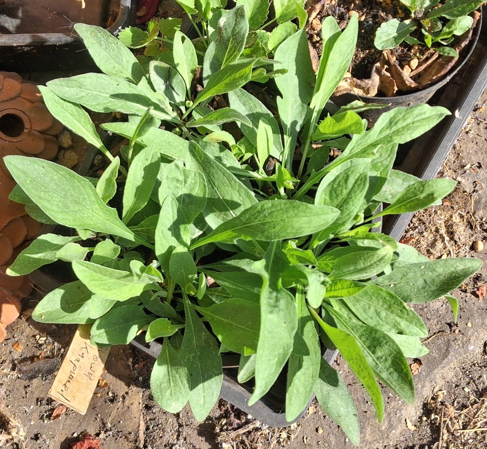 brown knapweed