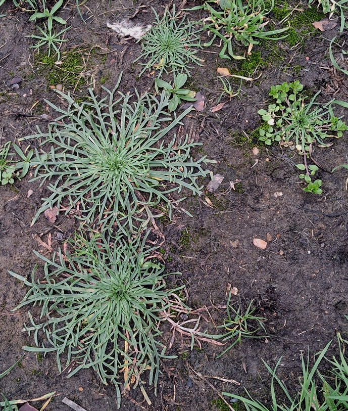 bucks-horn plantain plantago coronopus