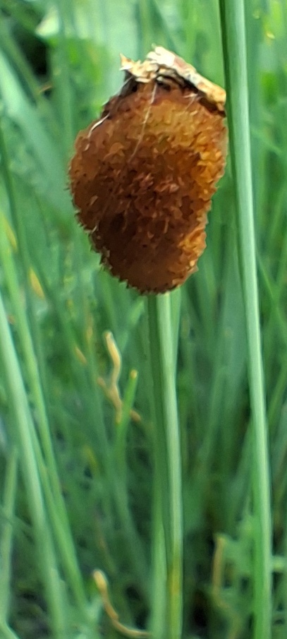 dwarf bullrush Typha minima