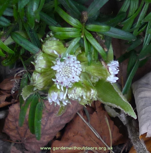 butterbur flower