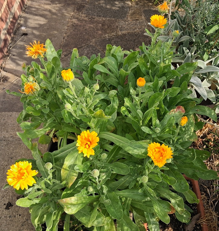calendula