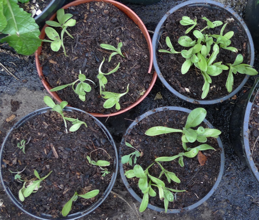 calendula seedlings