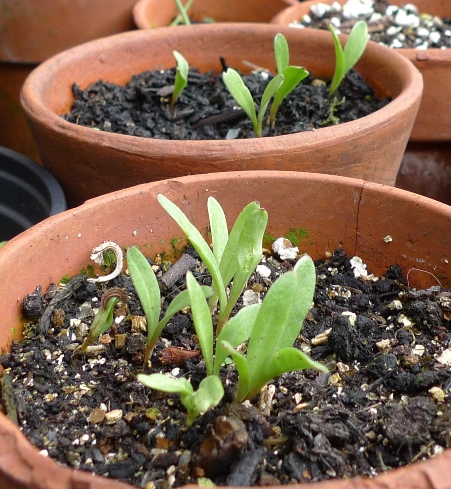 calendula seedling