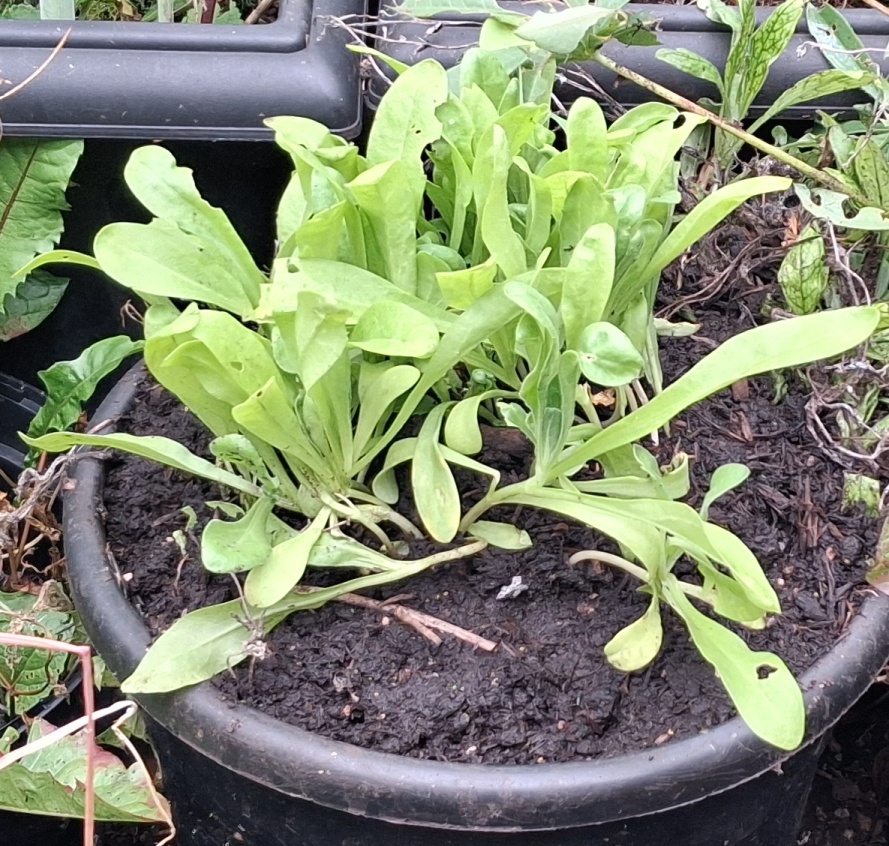 calendula seedlings