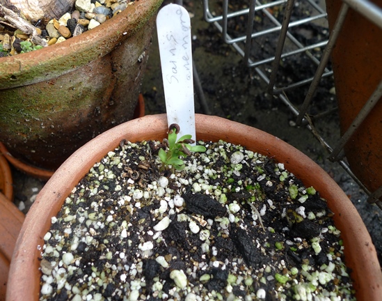 calendula self-seeded seedlings