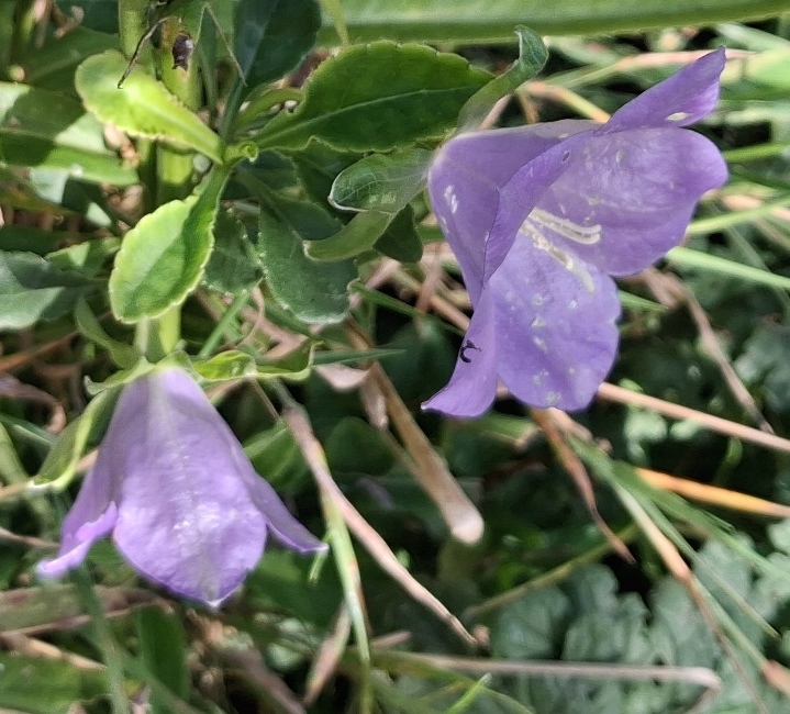 campanula
