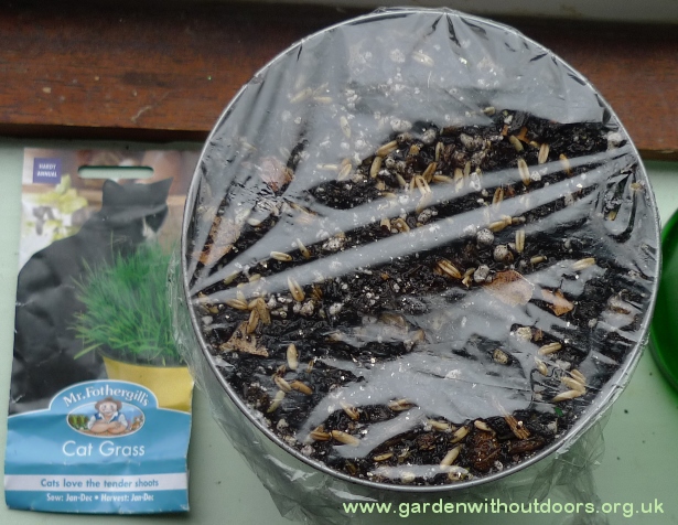 cat grass seed sowing