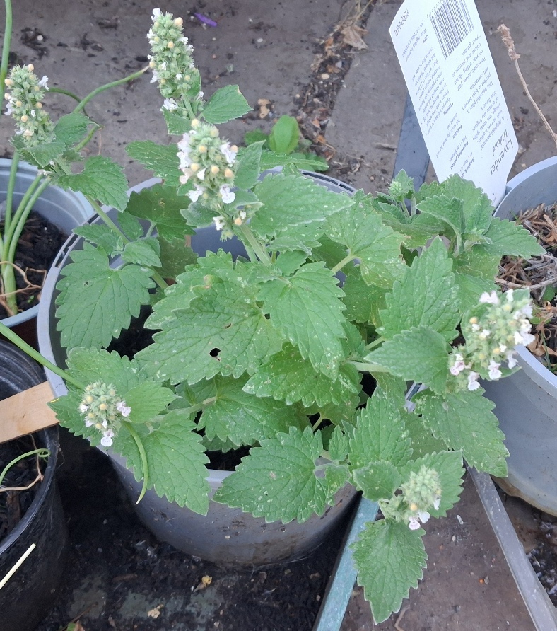 catnip nepeta cataria