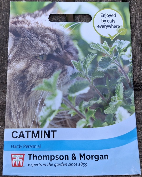 catnip