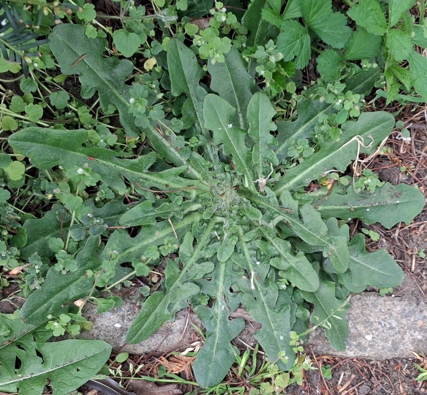 catsear (Hypochaeris radicata) rosette