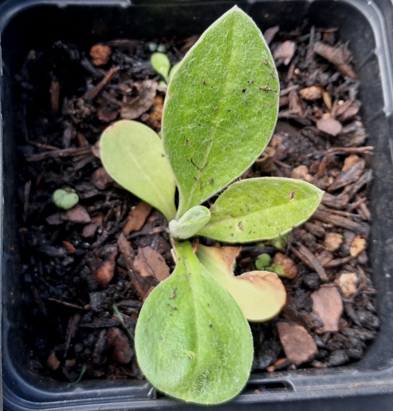 centaurea montana