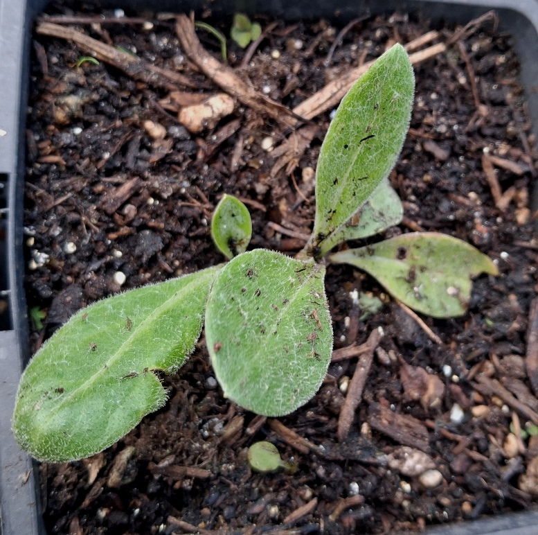 centaurea montana seedling