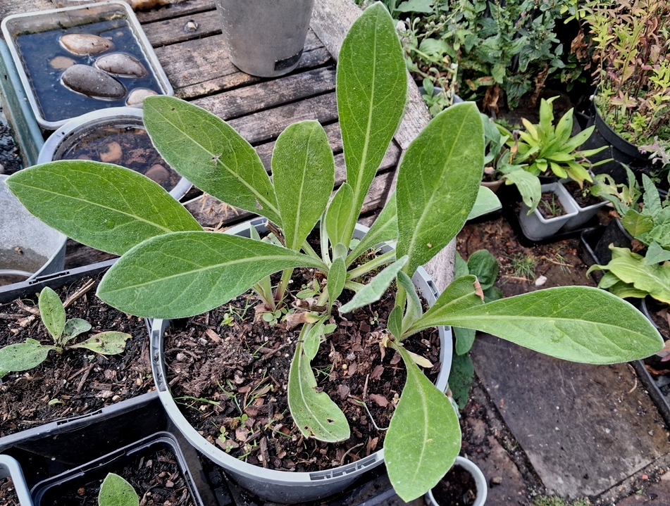 centaurea montana
