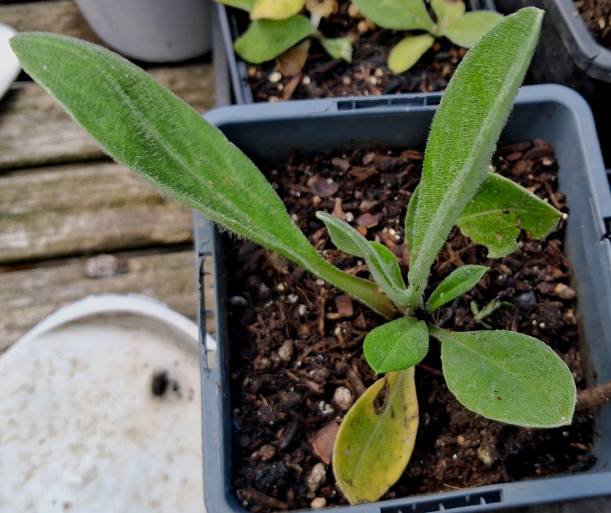 centaurea montana