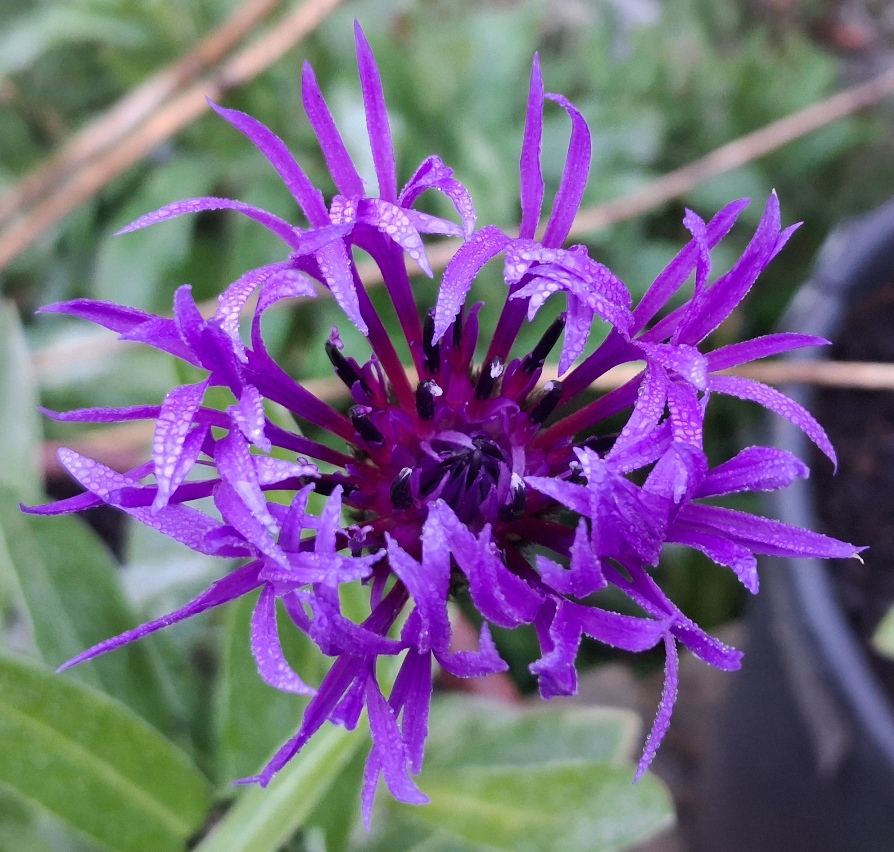 centaurea montana amethyst