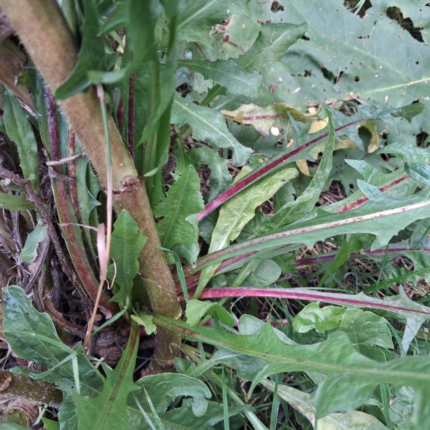 chicory