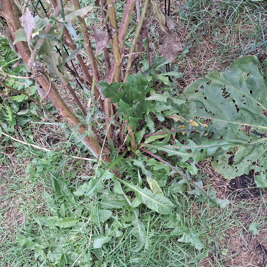 chicory