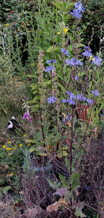 chicory
