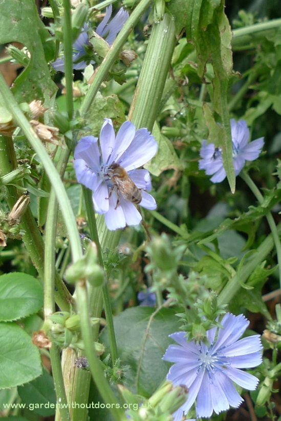 chicory with bee