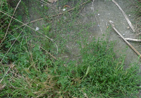 common knotgrass