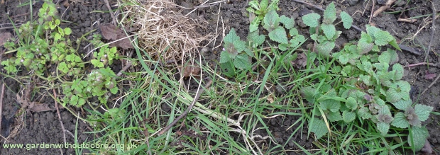comparison of dead-nettles spotted and red