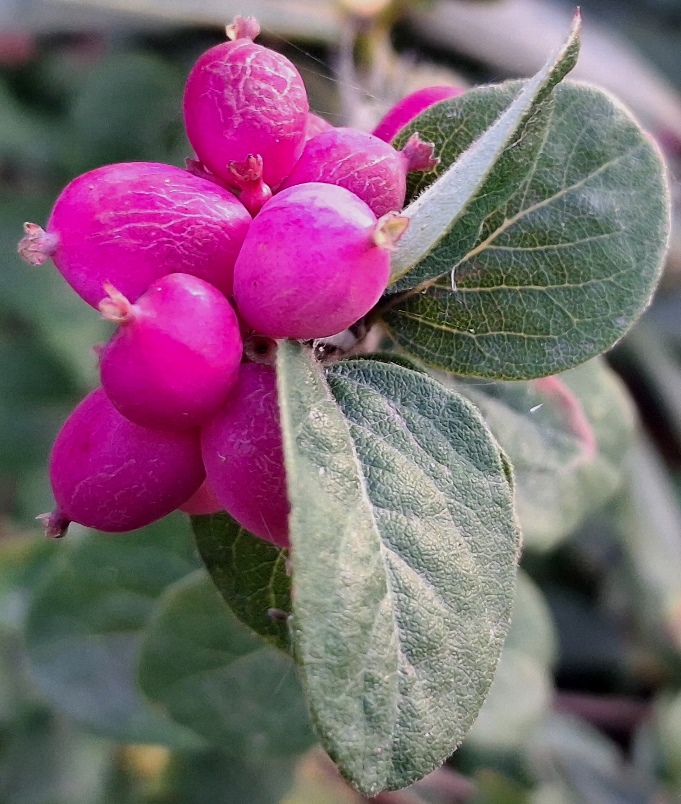 coralberry Symphoricarpos orbiculatus
