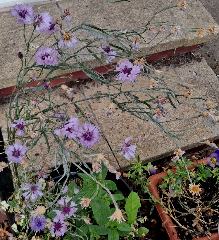 cornflower