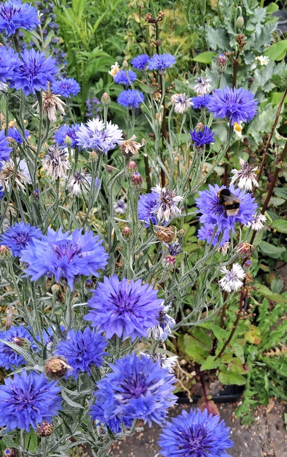 cornflower
