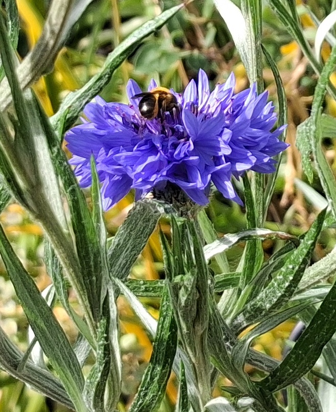 cornflower with bee
