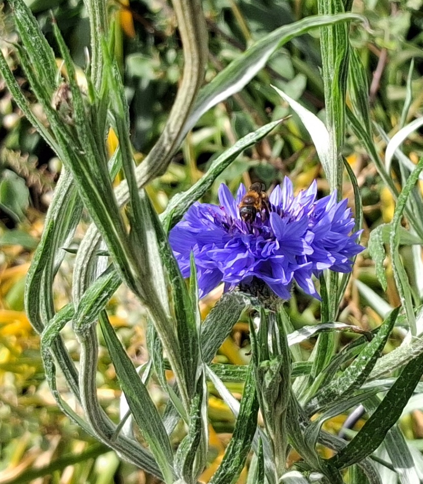 cornflower with bee