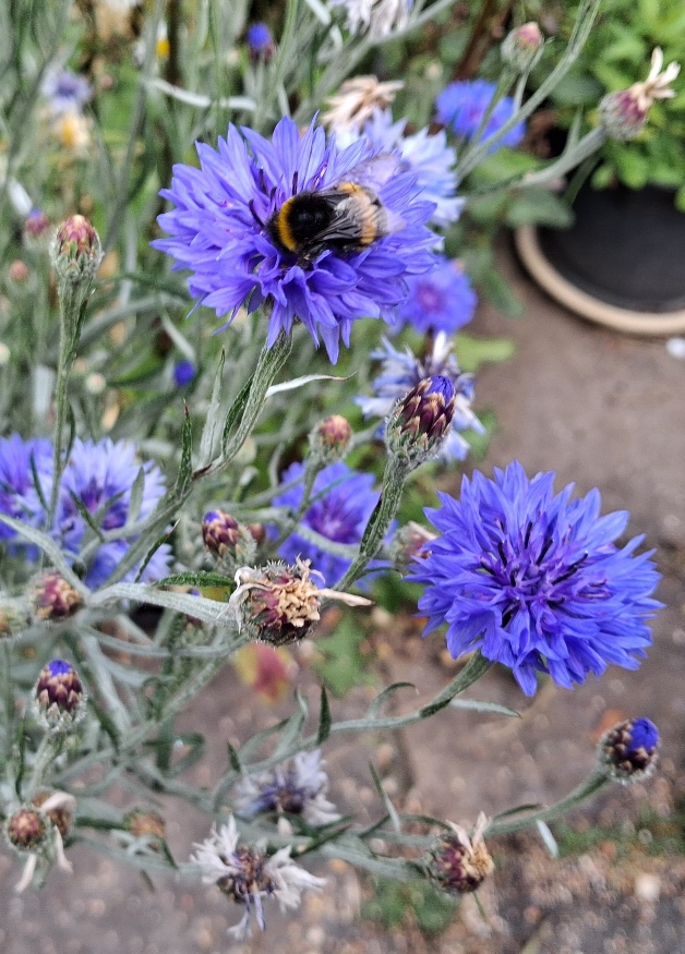 cornflower bee