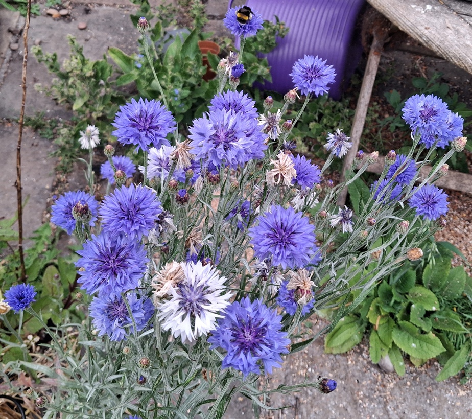 cornflower bee