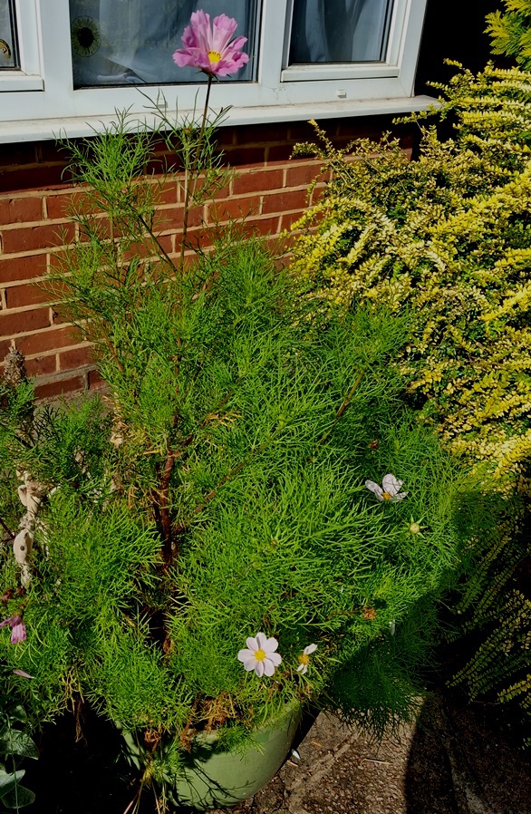 cosmos