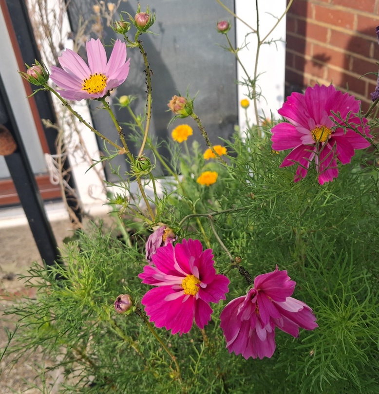 cosmos