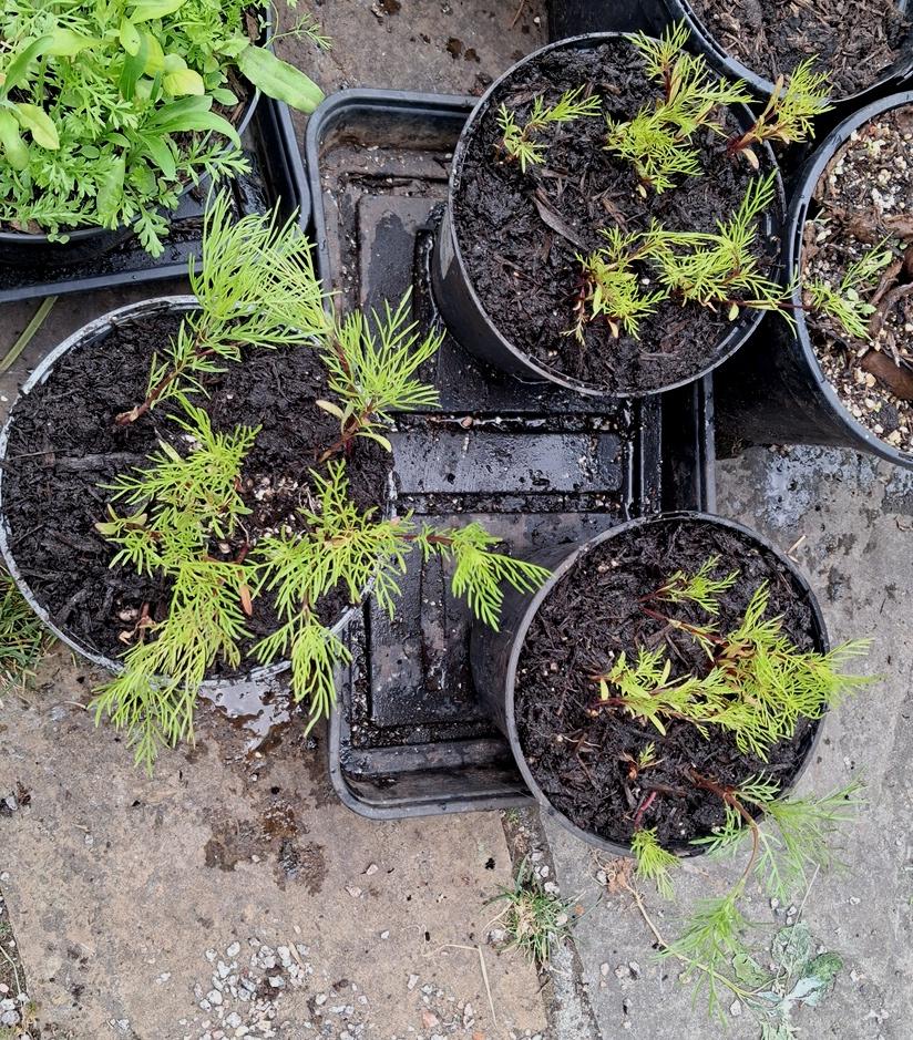 cosmos sea shells seedlings