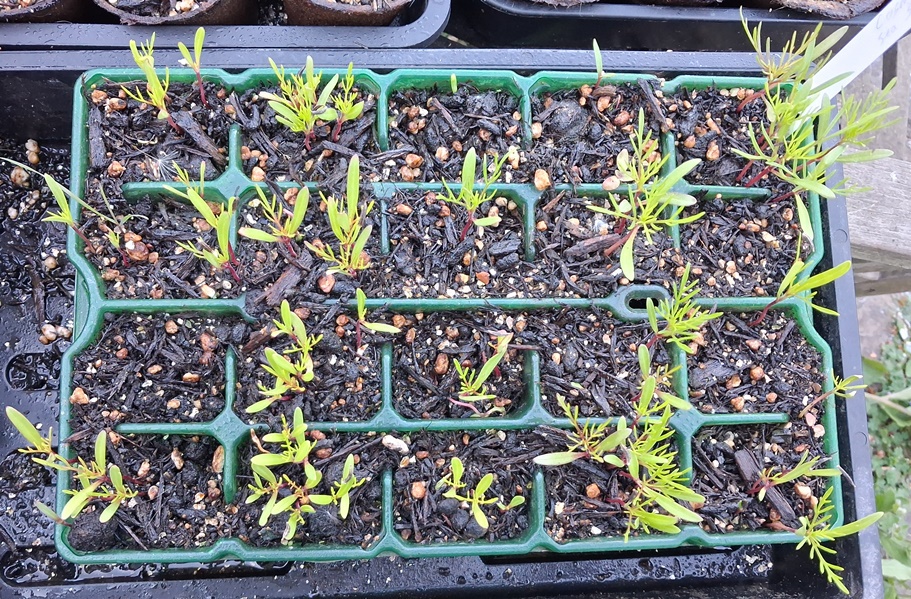 cosmos sea shells seedlings