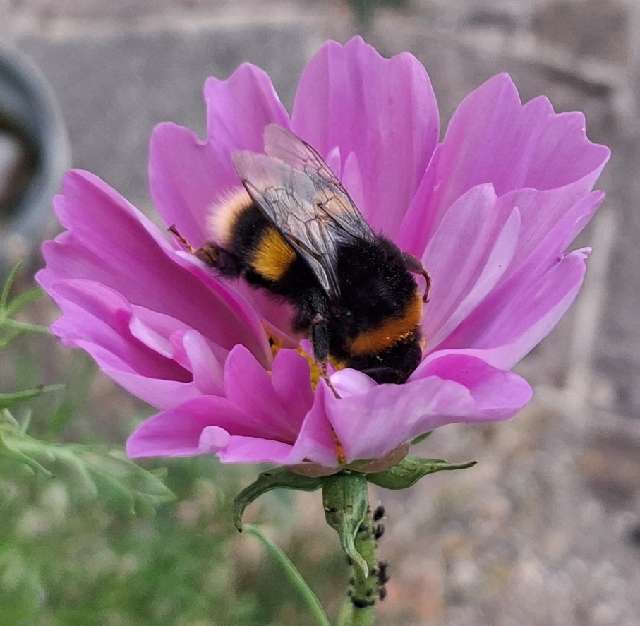 cosmos with bee