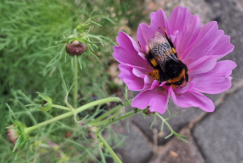 cosmos bee