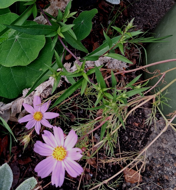 cosmos