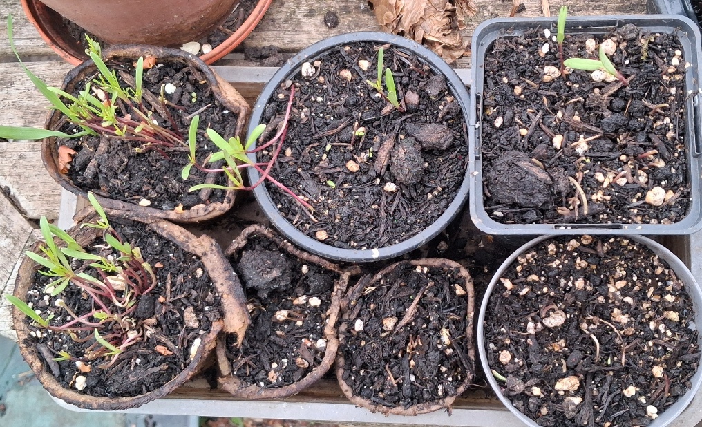 cosmos seedlings