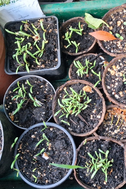 cosmos seedlings