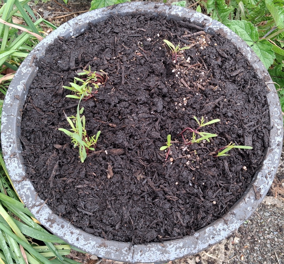 cosmos seedlings