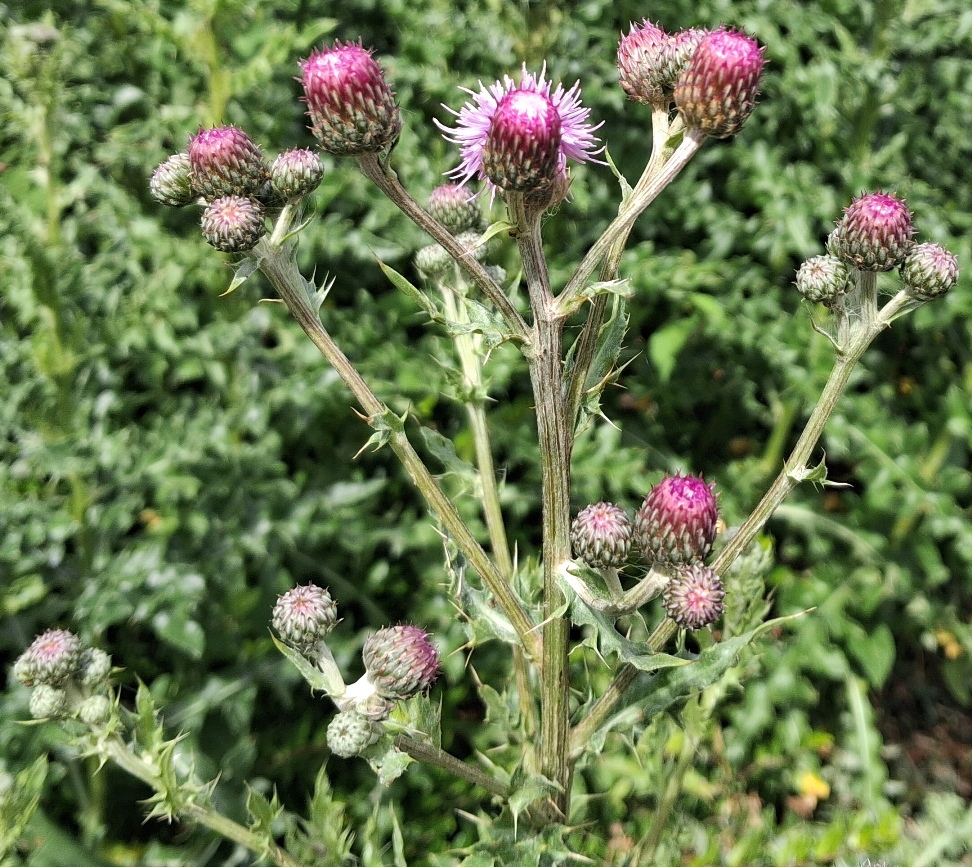 creeping thistle