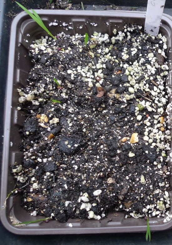 crocosima seedlings