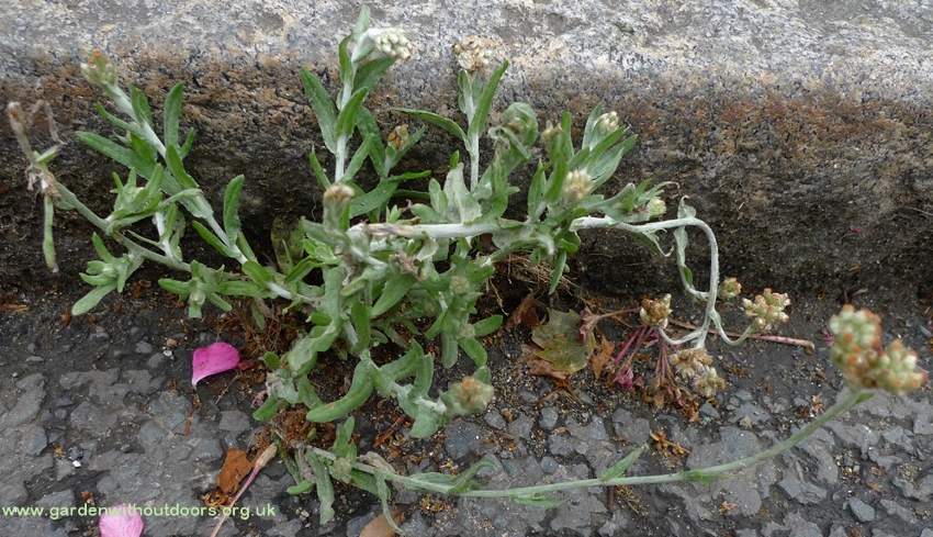 Jersey cudweed