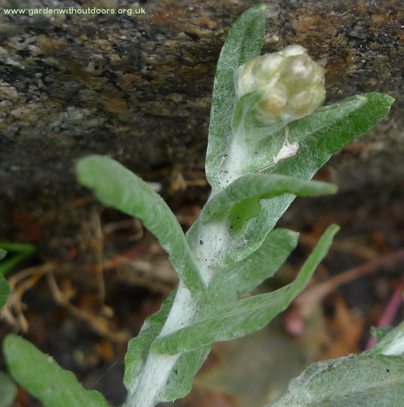 jersey cudweed