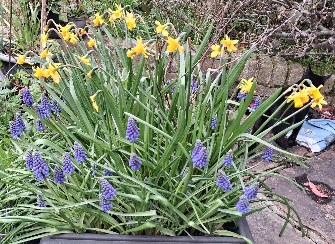 daffodils muscari