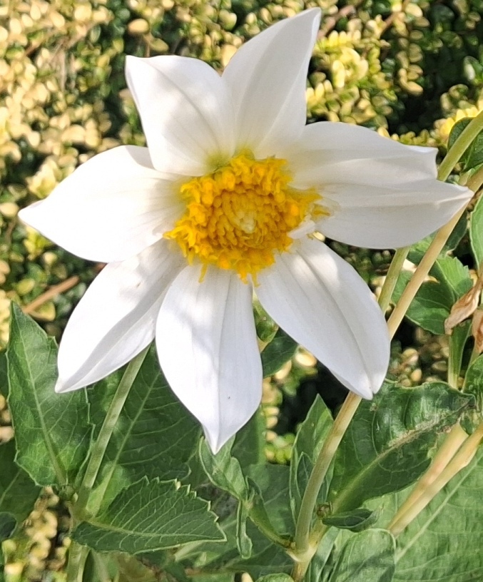 dahlia