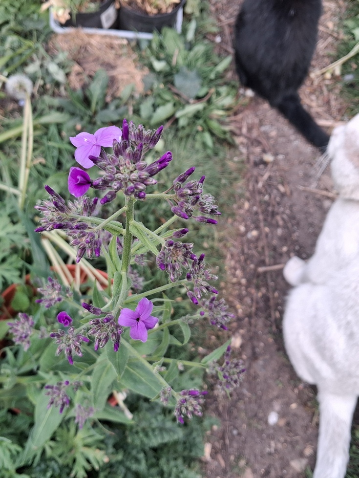 dame's violet hesperis matronalis